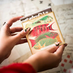 Archivist Šibice Fish