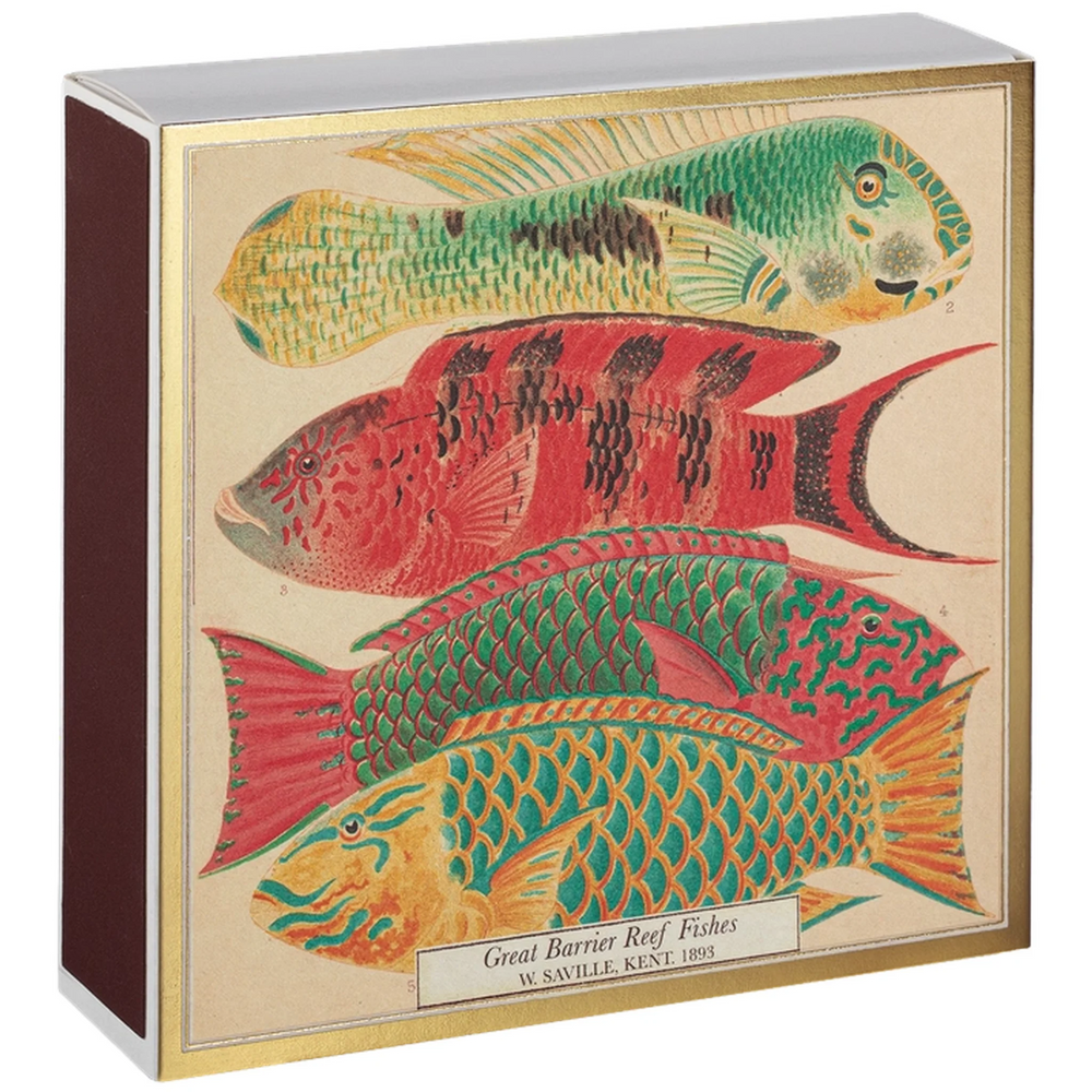 Archivist Šibice Fish