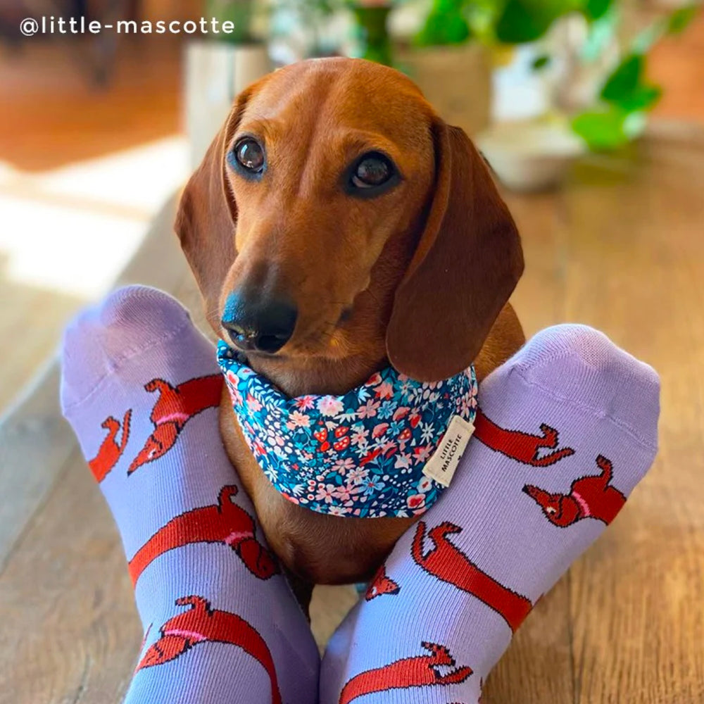 Coucou Suzette Čarape Jazavčar